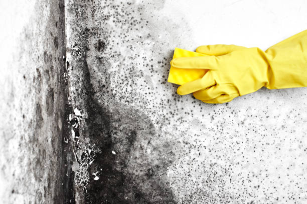 Best Mold Cleaning Services  in Henryetta, OK