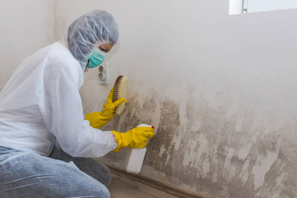 Best Mold Removal Company Near Me  in Henryetta, OK