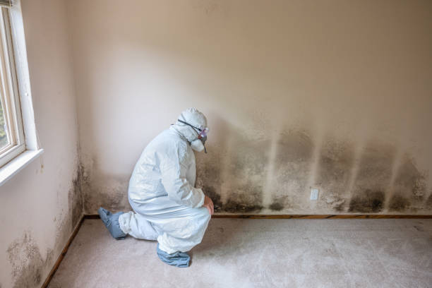 Best Home Mold Removal  in Henryetta, OK