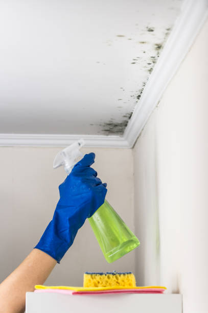 Best Certified Mold Removal  in Henryetta, OK