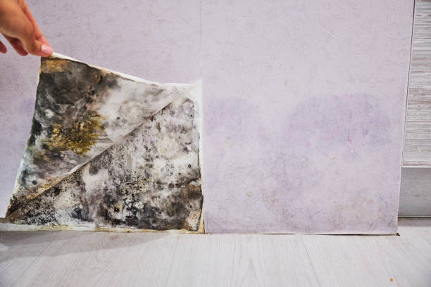 Best Professional Mold Removal  in Henryetta, OK
